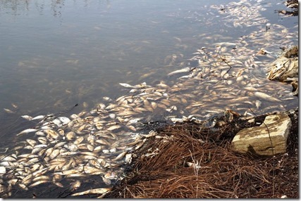 Мертвая рыба в районе Богучанской ГЭС (май 2013 г.) Фото пользователя Kinch с форума adsl.kodinsk.net