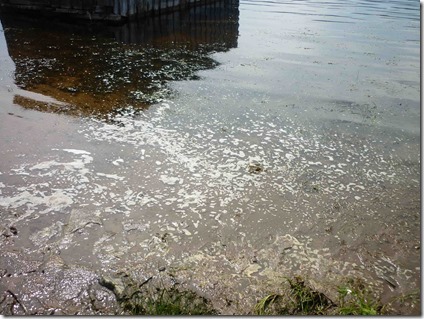 25 июня 2013 г. Это берег Ангары напротив Богучан. Берег покрыт какой-то непонятной пеной. Фото: flam4 для «Плотина.Нет!» 
