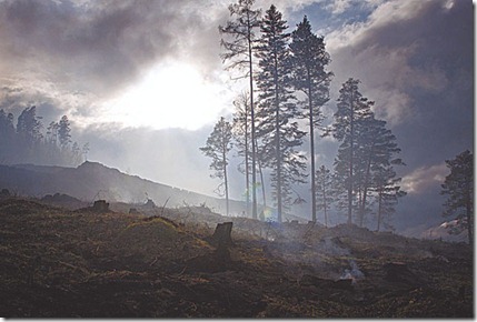 Лес вырубили и сожгли лишь частично. Всё остальное сгниёт. Фото Платона Терентьева
