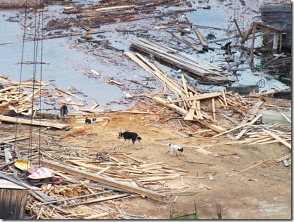 20 мая 2012. Водохранилище Богучанской ГЭС затапливает невывезенную древесину. Фото: VEB http://adsl.kodinsk.net/forum/index.php?/user/1093-veb/