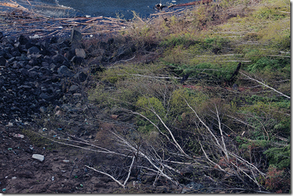 Процесс лесоочистки, Богучанское водохранилище. Фото: Платон Терентьев