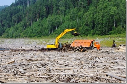 Погрузка топляка, собранного из водохранилища Саяно-Шушенской ГЭС. Фото пресс-службы компании «РусГидро»