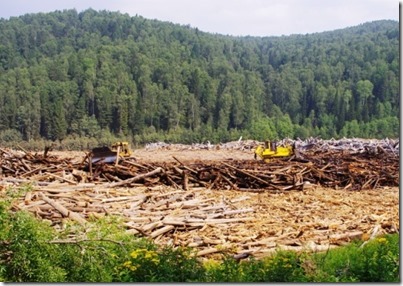 Рекультивация полигона для древесины, собранной в водохранилище Саяно-Шушенской ГЭС. Фото пресс-службы компании «РусГидро»