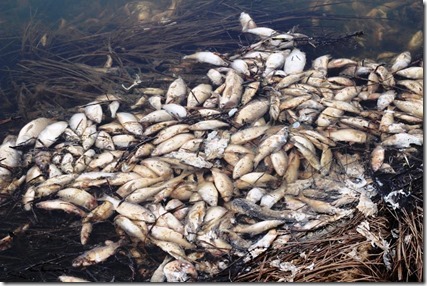 Мертвая рыба в районе Богучанской ГЭС (май 2013 г.) Фото пользователя Kinch с форума adsl.kodinsk.net