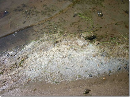 25 июня 2013 г. Это берег Ангары напротив Богучан. Все дно, камни в скользкой тине непонятного происхождения. Фото: flam4 для «Плотина.Нет!» 