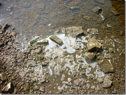 25 июня 2013 г. Это берег Ангары напротив Богучан. Все дно, камни в скользкой тине непонятного происхождения. Фото: flam4 для «Плотина.Нет!» 