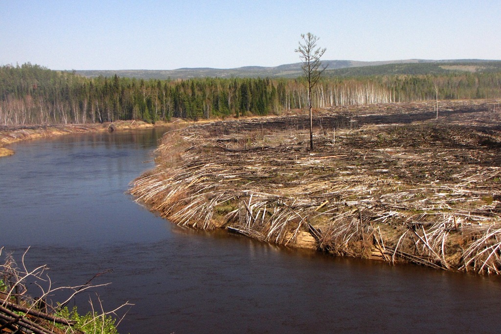 Болото проблем. Вырубка лесов в верховьях малых рек. Загрязнение рек тайги. Вырубка леса на берегу реки. Экология тайги.